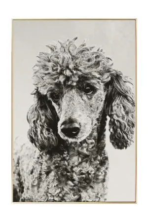 Beste Prijs Ingelijste fotografie 'Happy and Content' 40x60cm