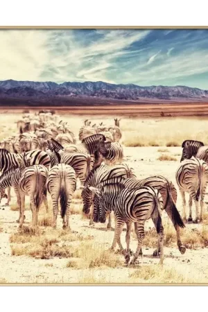 Ingelijste fotografie 'Valley of Zebras' 90x60cm Nieuw